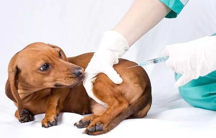 e06279a3b4547468bc8397b1d6dd20b0 Уколи для собак від чумки | скільки коштує щеплення проти чумки, вакцина, куди робити