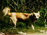 e3db3845060d5bf99e758d677a2a5c9e Алопекис (Маленька грецька собака): опис породи з фото і відео