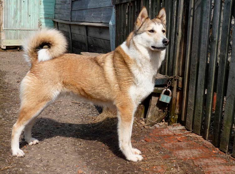 e5509d85d63d8199a7f5c976f78402d6 Західносибірська лайка (ЗСЛ): опис породи собак з фото і відео