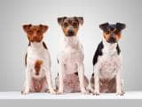 e95d96ab5d296c593019d2e43cb4c250 Бразильський терєр (Фокс паулистинья): огляд породи собак з фото і відео