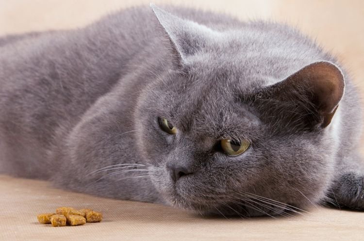 ecca4d10734f843825a402289f4c539a Як підвищити апетит у кішки | причини, що робити, якщо пропав