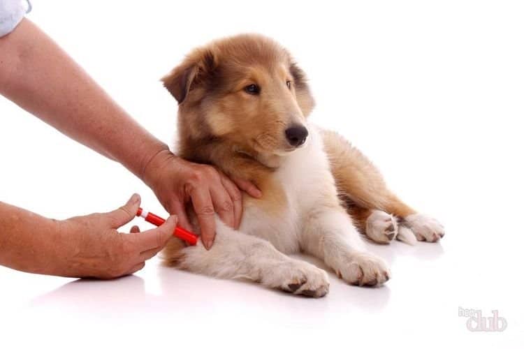 eddea8554718ee763eeea74a155fea70 Уколи для собак від чумки | скільки коштує щеплення проти чумки, вакцина, куди робити