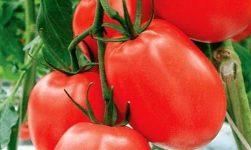 edfc82d6125cbcd0bd35fa76ce07c334 Кращі сорти томатів для відкритого грунту + які сорти помідор (томати) найурожайніші