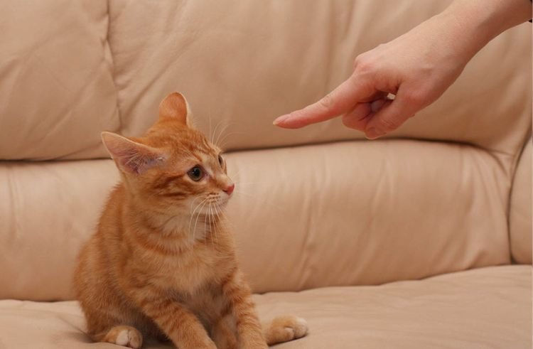 f0c350142b29d45789f842d7eb5257c2 Як відучити кішку кусатися і дряпатися | руки і ноги, коли гладиш