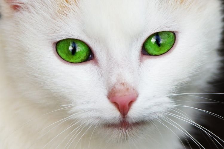  Чому у кішки або кота мокрий ніс: причини сирого і холодного носа