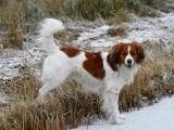 f3b53856a1ea44329e00bfcb71c80188 Коикерхондье (Коикер, Голландський спанієль): про породу собак з фото і відео
