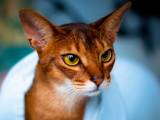 f44183da31e575865c261a0a2b083eed Домашня кішка Пума: фото, відео, опис породи