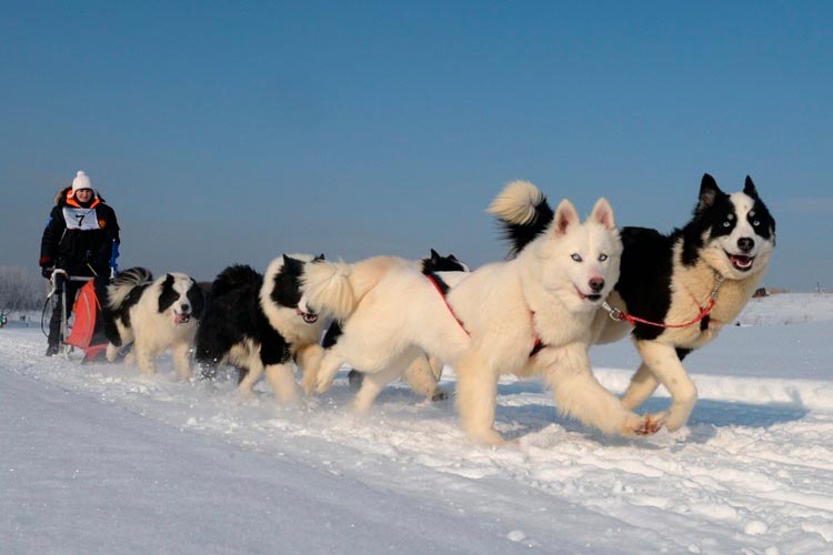 f6ea6184591555059e2e680493b3e9e6 Якутська Лайка: опис породи собак з фото і відео