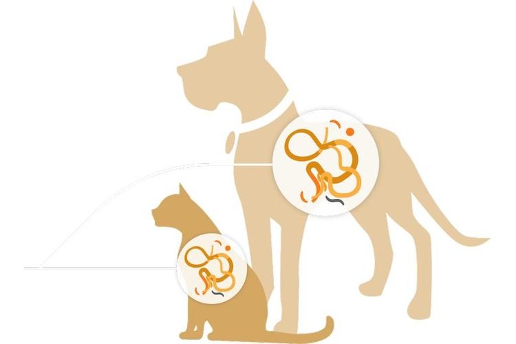 fe0cdc06398b48cf6e5a4fdfa9203901 Фебтал для собак: показання та інструкція із застосування, відгуки, ціна