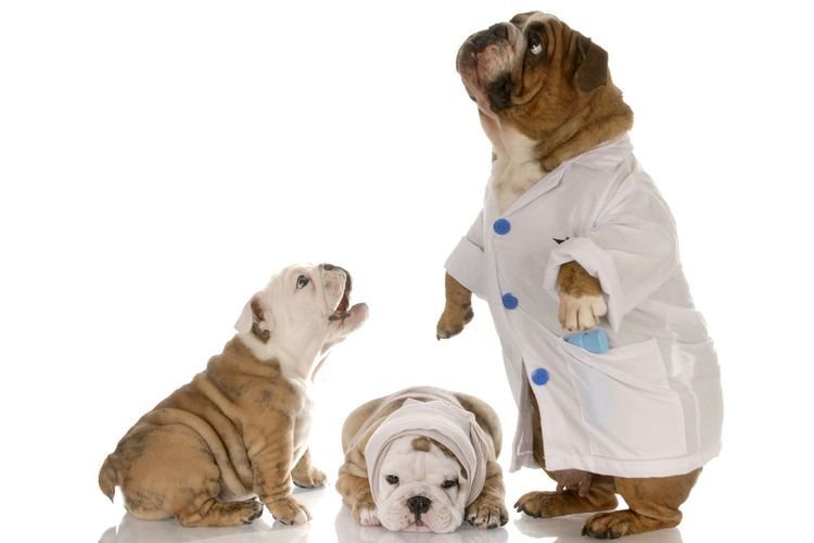 ffcbe472ecb92d4dbe3cc76956c2373f Вакцина Каниген для собак: інструкція та показання до застосування, відгуки, ціна