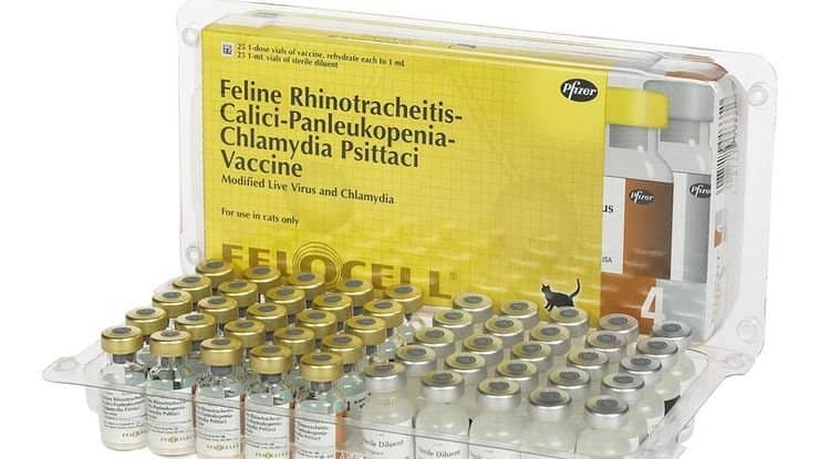 ffd884e476aef071a0d9b64c2e8025df Фелоцел вакцина для кішок і котів: інструкція по застосуванню, ціна, відгуки