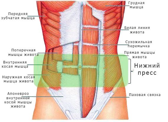 anatomiya myshc na tele cheloveka   raspolozhenie i funkcii55 Анатомія мязів на тілі людини   розташування і функції