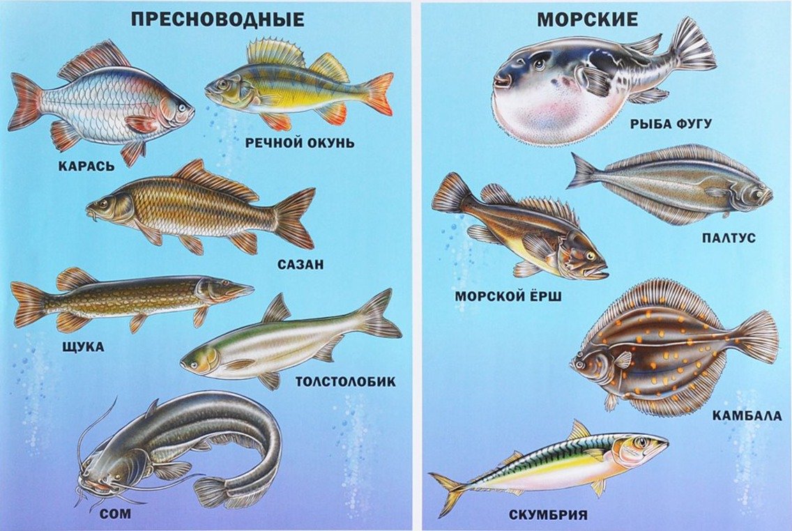 s kakogo vozrasta i kakuyu rybu mozhno detyam 41 З якого віку і яку рибу можна дітям?
