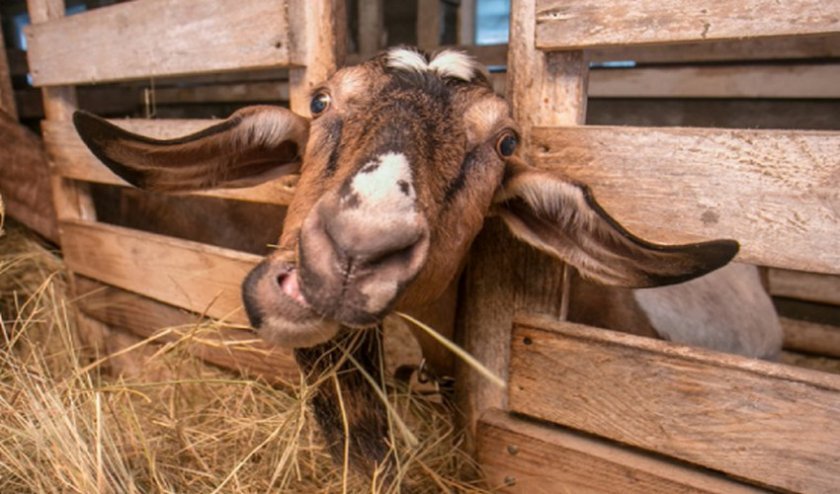 0061cd144b080e4d3fe73173da1ad115 Як правильно годувати козу взимку: перед і після окоту, основні правила годування, як скласти раціон