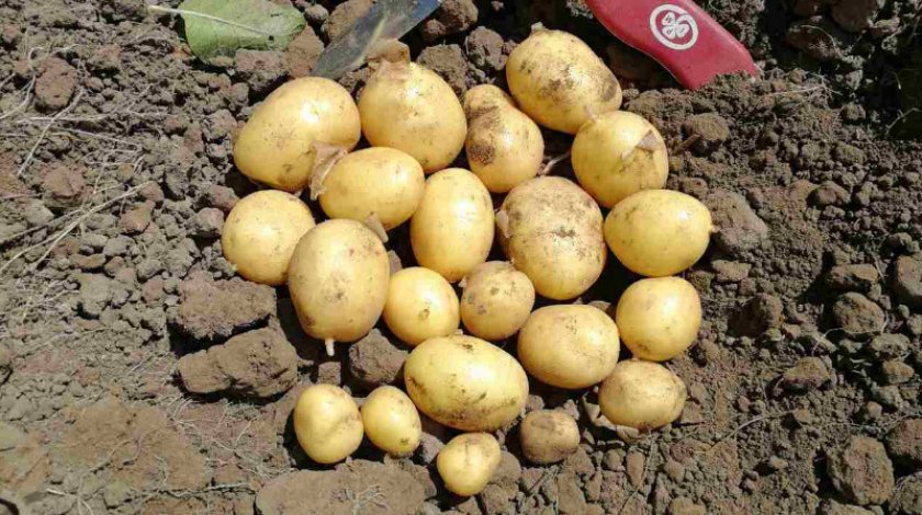 00db50ce8fc7a2e1e2bcf1fafa0520ce Картопля Арізона: опис, характеристика і смакові якості сорти, вирощування і догляд, фото