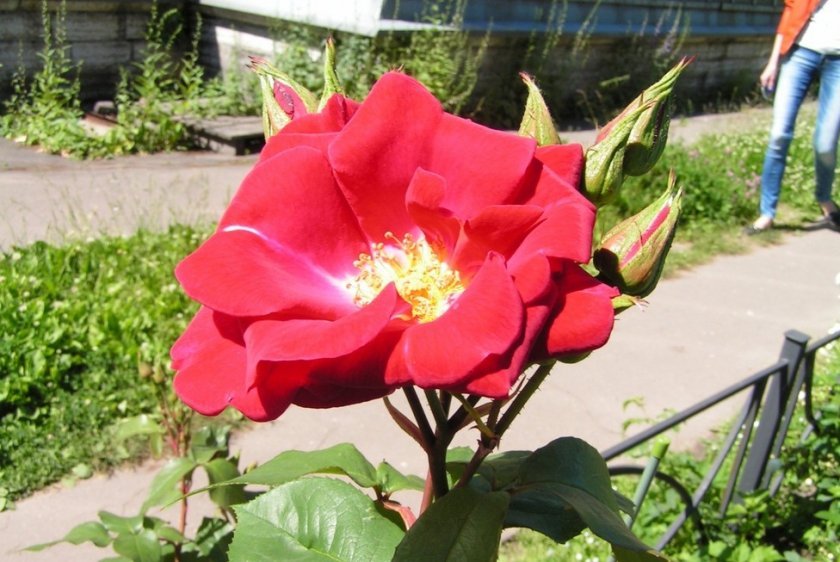00f78dcf014df1b856c006d2e04168f5 Троянди Кордеса: найкращі сорти з описом і фото, особливості догляду