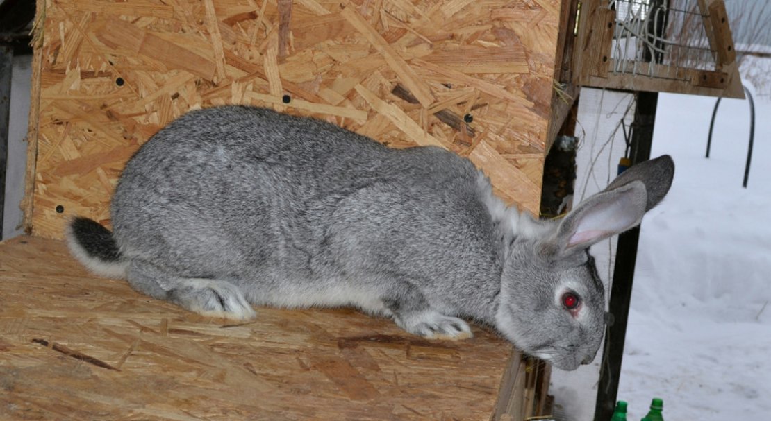 012c9e557329432d7ac2a59fd169f66c Радянська шиншила (порода кроликів): опис, фото, вага, розведення та годування