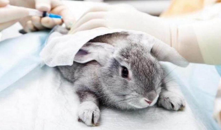 01612f2df483fa8a0f19f113f150736a Інфекційний риніт у кроликів: симптоми і лікування (антибіотиками та іншими засобами), причини появи, профілактика