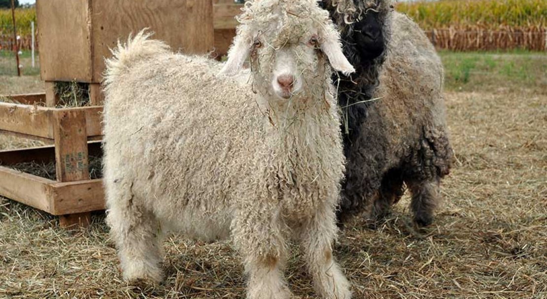 017e79f601ce8d202c5e0e88a0117f84 Ангорська коза: опис та характеристика кіз, відмінності від інших видів, особливості утримання і догляду, як отримати шерсть, фото