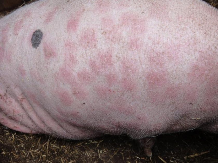 01d3f49bc2c03c5158d34102a193473c Пика у свиней: симптоми і лікування в домашніх умовах, вакцина (сироватка) проти хвороби, чи є мясорожа у свиней
