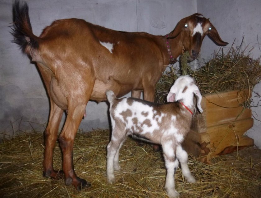 01d526da46cedcf201f0e5ce6659a4fe Нубийские кози: опис породи з фото, особливості догляду, скільки дає молока