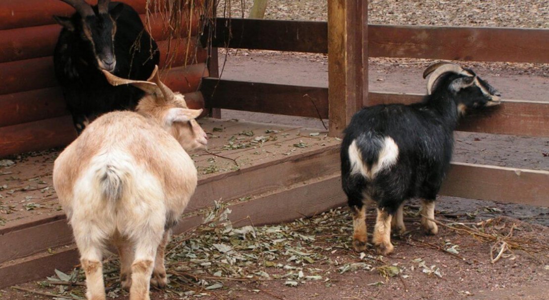 02aeb1482831b2b41b768bf0fb28eef8 Камерунські карликові кози: опис породи, особливості змісту, фото і відгуки власників
