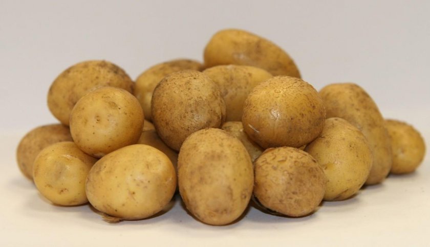 02e33b027965e02c2850d239f41fe3d9 Картопля Латона: опис та характеристика сорту, особливості вирощування та догляду, смакові якості, фото