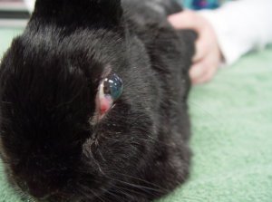 02ebc54538301aa94f1a9fb5b1a6133b Хвороби очей у кроликів: симптоми і лікування, опис та причини, фото