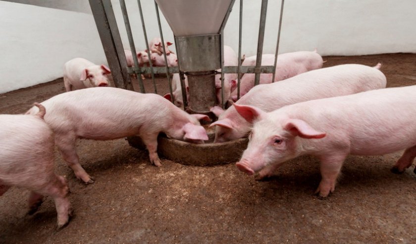 033eaeaeb8d66e26ae42182626bca934 Годування свиней в домашніх умовах: раціон і норми, чим можна годувати