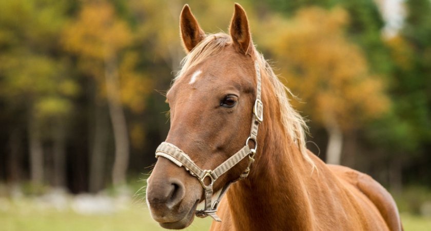 0388495ed0e9e5e96c5a4330b5c761d6 Донська кінь: характеристика і опис породи, розведення і догляд, фото, відео