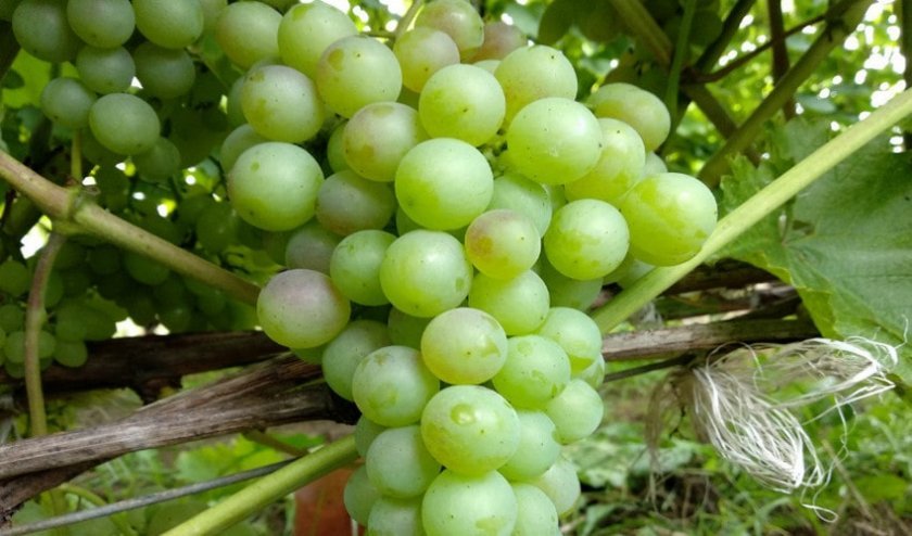 039b1bcc01b7d23ca475d19b511e8d75 Кращі сорти винограду для Сибіру: опис і особливості вирощування, фото