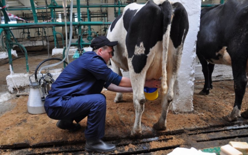 03a558d1243730b6ac00bcc98f36302a Жирність молока у домашньої корови взимку і влітку (нормальна, максимальна): від чого залежить, як визначити, як підвищити