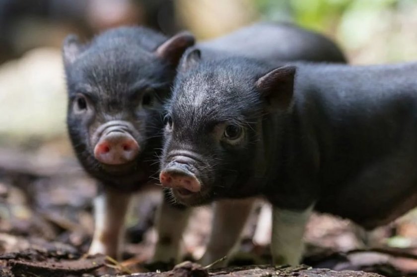 03bb2f344a7de6efffbb7c454633753b Скільки років в середньому живуть свині в домашніх умовах і в дикій природі, що впливає на тривалість їхнього життя