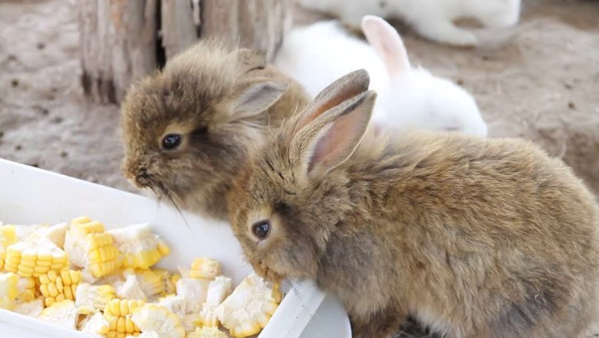 0413bd5dc1933e0de844fc529f747019 Чи можна годувати кроликів кукурудзою (листям, качанами): користь і шкода, їдять свіжу, як правильно годувати