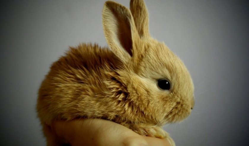04150763a17bb688e6fdeedf7c249e17 Алергія на кроликів: може бути, симптоми, як проявляється у дитини і дорослого, фото