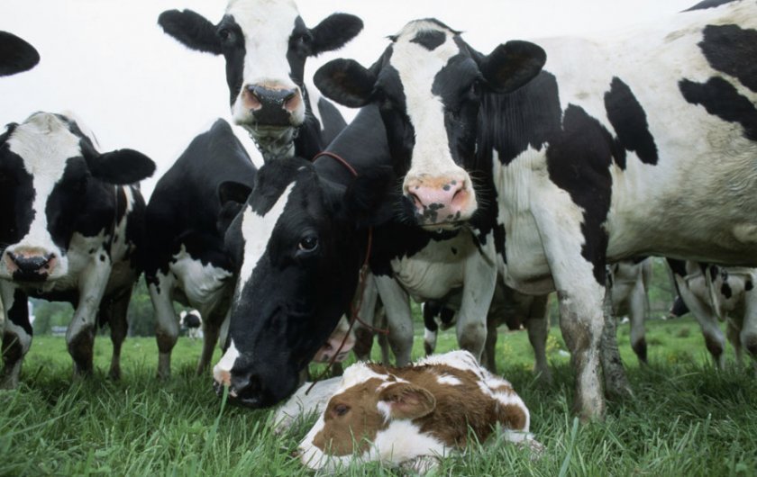 04a1ac169870a9082d15d6c472bc01ea Як вибрати хорошу корову при покупці: народні прикмети, корисні поради, відео