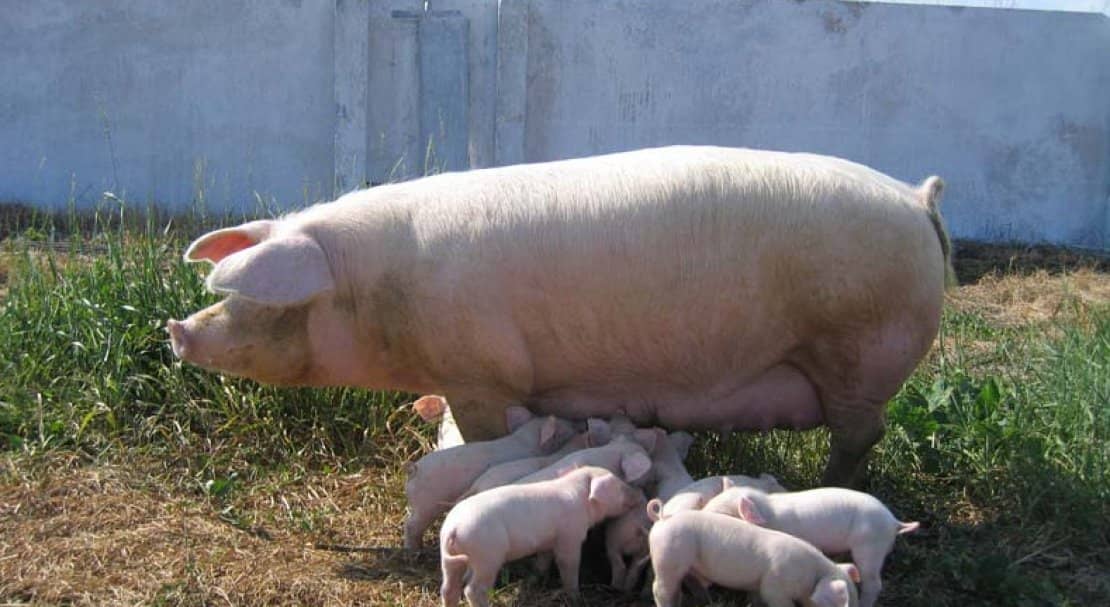 04f267b5ae834cf581001ad28a124e18 Ландрас — порода свиней: характеристика і опис з фото, особливості розведення, годівлі та догляду, відео