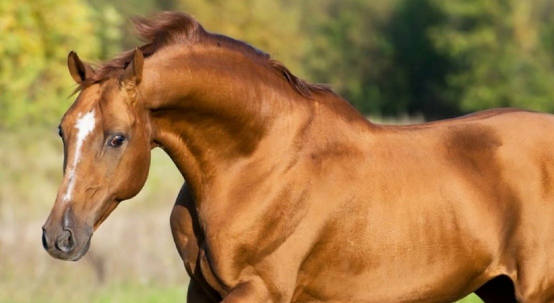 0561a594a14912b814389e02e414624a Донська кінь: характеристика і опис породи, розведення і догляд, фото, відео