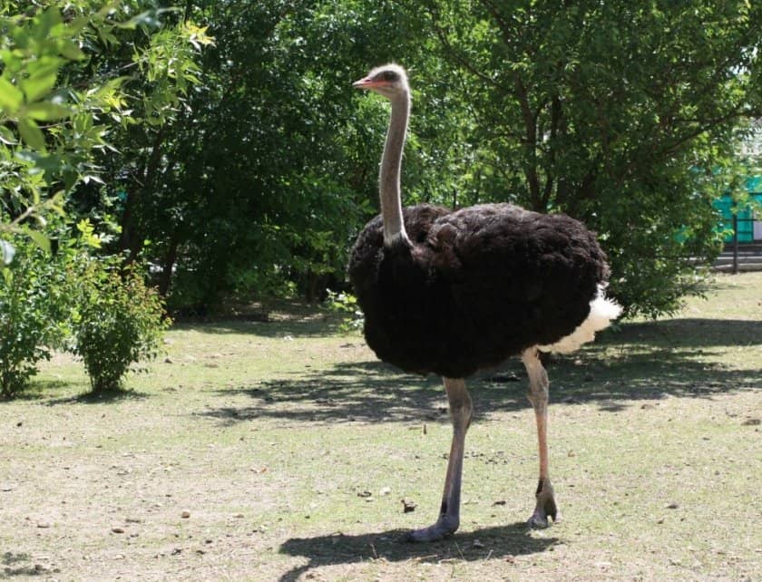 05d8db05b7046cf4722364865eae0f6e Скільки в середньому важить страус різних порід і яких розмірів він може бути?