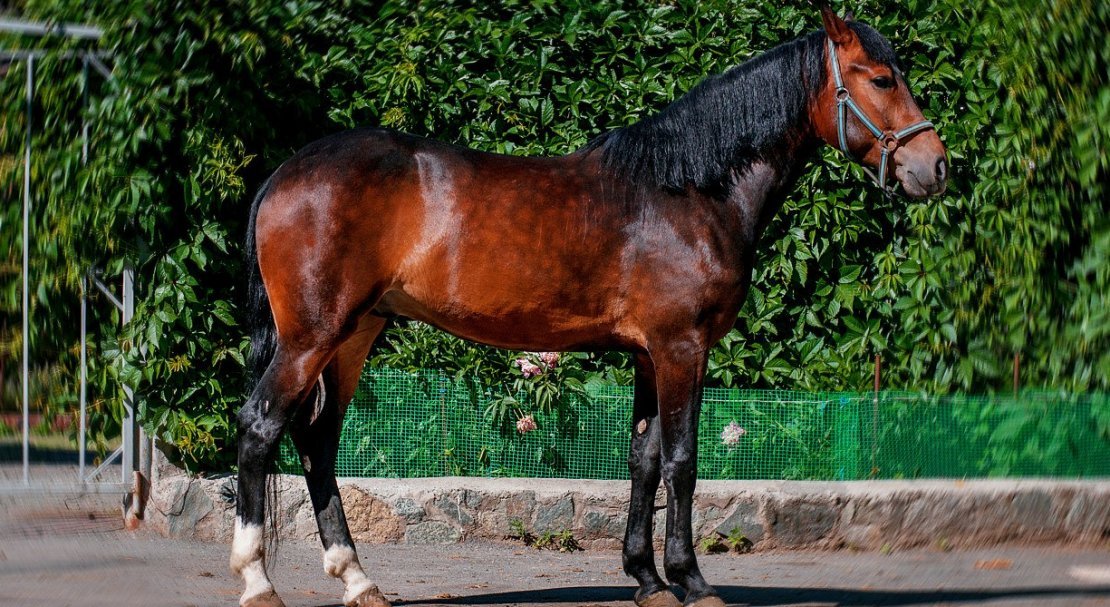 05df7aeb34c2ec441143b5ea8089588a Російський рисак порода коня, опис та характеристики, особливості догляду, фото