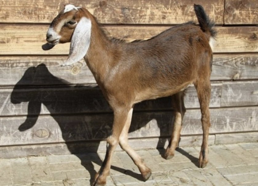 05fbcd4f227ea09024947b1677e3d44a Нубийские кози: опис породи з фото, особливості догляду, скільки дає молока