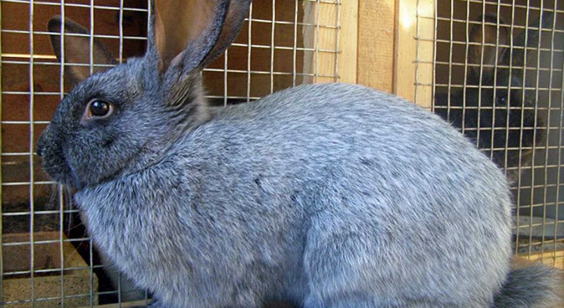 060eb3df43c3435130eddfb7d5906924 Кролики полтавське срібло: опис та характеристика породи, розведення та утримання в домашніх умовах, чим годувати, фото, відео