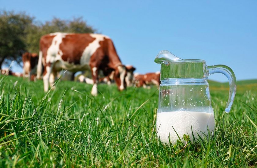 064ceae10af86564292606fb7b7fdbb6 Чому у корови солоне молоко, якщо вона не вагітна, солоне молоко перед і після отелення: причини і лікування