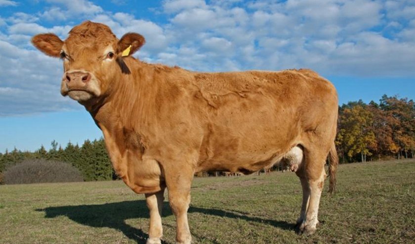 0658d4b71e93db49e9f1430b9fe60689 Скільки важить корова, бик, теля: середні показники, розрахунок ваги, рекордсмени по вазі