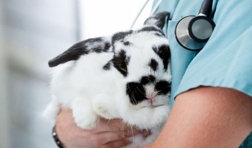 06e42b722f1535f2474af1a9886506ae Інфекційний риніт у кроликів: симптоми і лікування (антибіотиками та іншими засобами), причини появи, профілактика