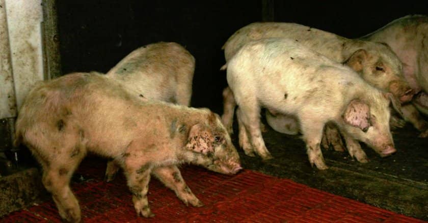 075728a150d234ef69f3b4eb4d030a2d Саркоптоз свиней (зудневая короста): симптоми і лікування, фото