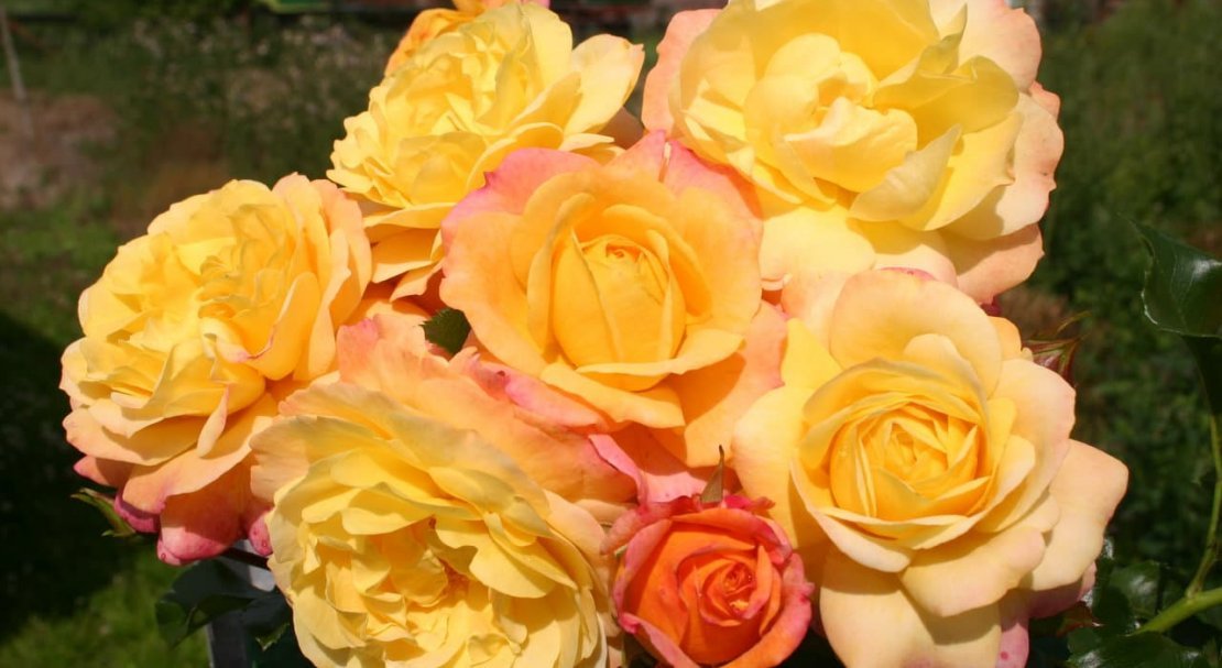 07b890c6a1e56594fb7c7c7147203f2f Троянди Кордеса: найкращі сорти з описом і фото, особливості догляду