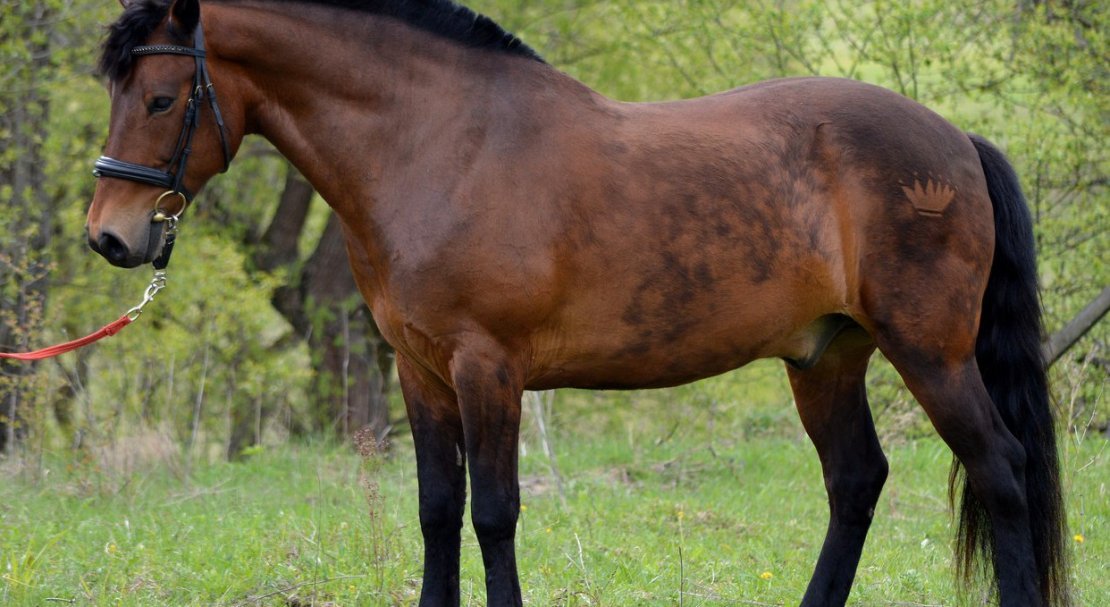 0807ef68b1debbd1f087c7cf5beda12e Башкирська кінь: опис і зміст породи, переваги та недоліки, особливості догляду, фото