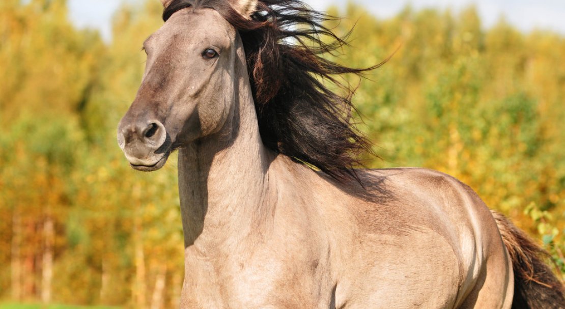 089cf0b8171e4ab60fdfa192c6c6030d Башкирська кінь: опис і зміст породи, переваги та недоліки, особливості догляду, фото