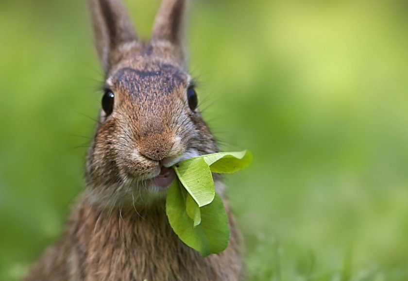 08a7ad27d22a9887ce08af72dc7b6f9d Чи можна годувати кроликів кукурудзою (листям, качанами): користь і шкода, їдять свіжу, як правильно годувати